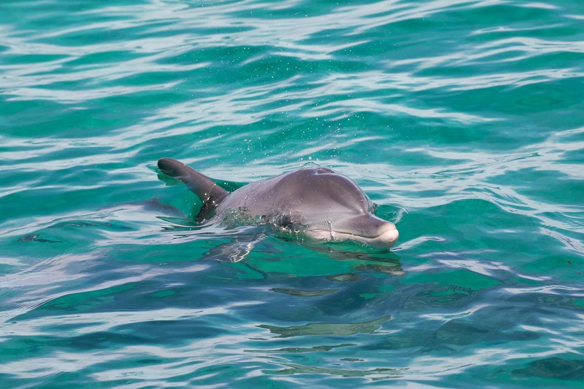 #Ningaloo #Marine #Park 
If you’re on the water and going to speed please be vigilant of your surroundings and the animals that call the ocean home. Sad to see this baby #dolphin with such large injuries, luckily they don’t appear to be anything more than superficial