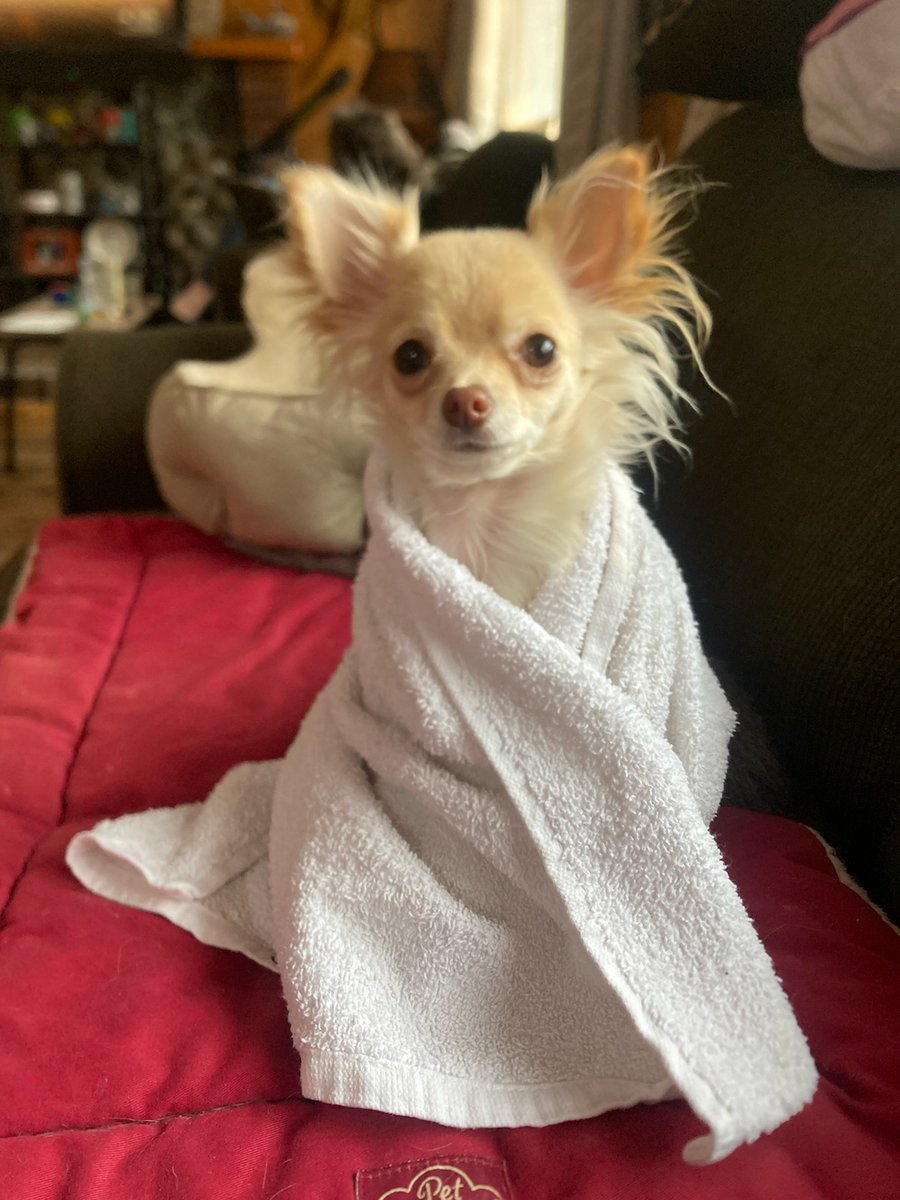 FishstickThePug's tweet photo. My little brother Chippy is having a spa day https://t.co/Z5liAERe7U