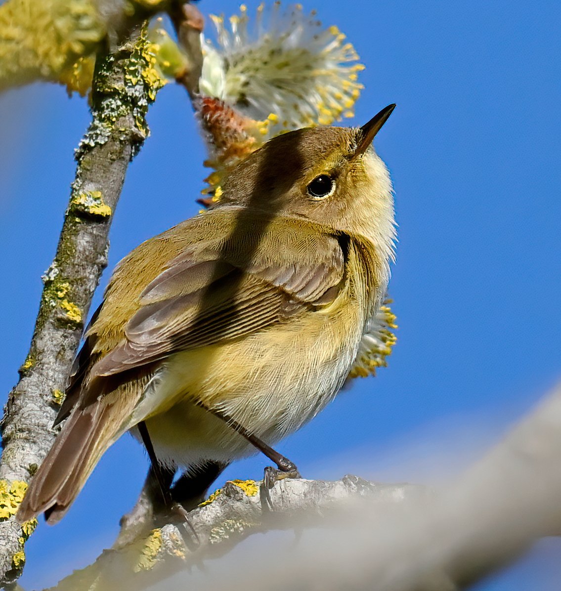 A spring Chiffchaff at RSPB Ham Wall in Somerset recently. 😊🐦