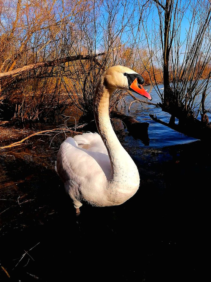 XTanja77's tweet image. 🤍🧡💙   🤍🧡💙   🤍🧡💙 

#GoodMorningEveryone 

Let's have a great time and 
enjoy this #swantastic 
  🦢 #Swanday 🌾