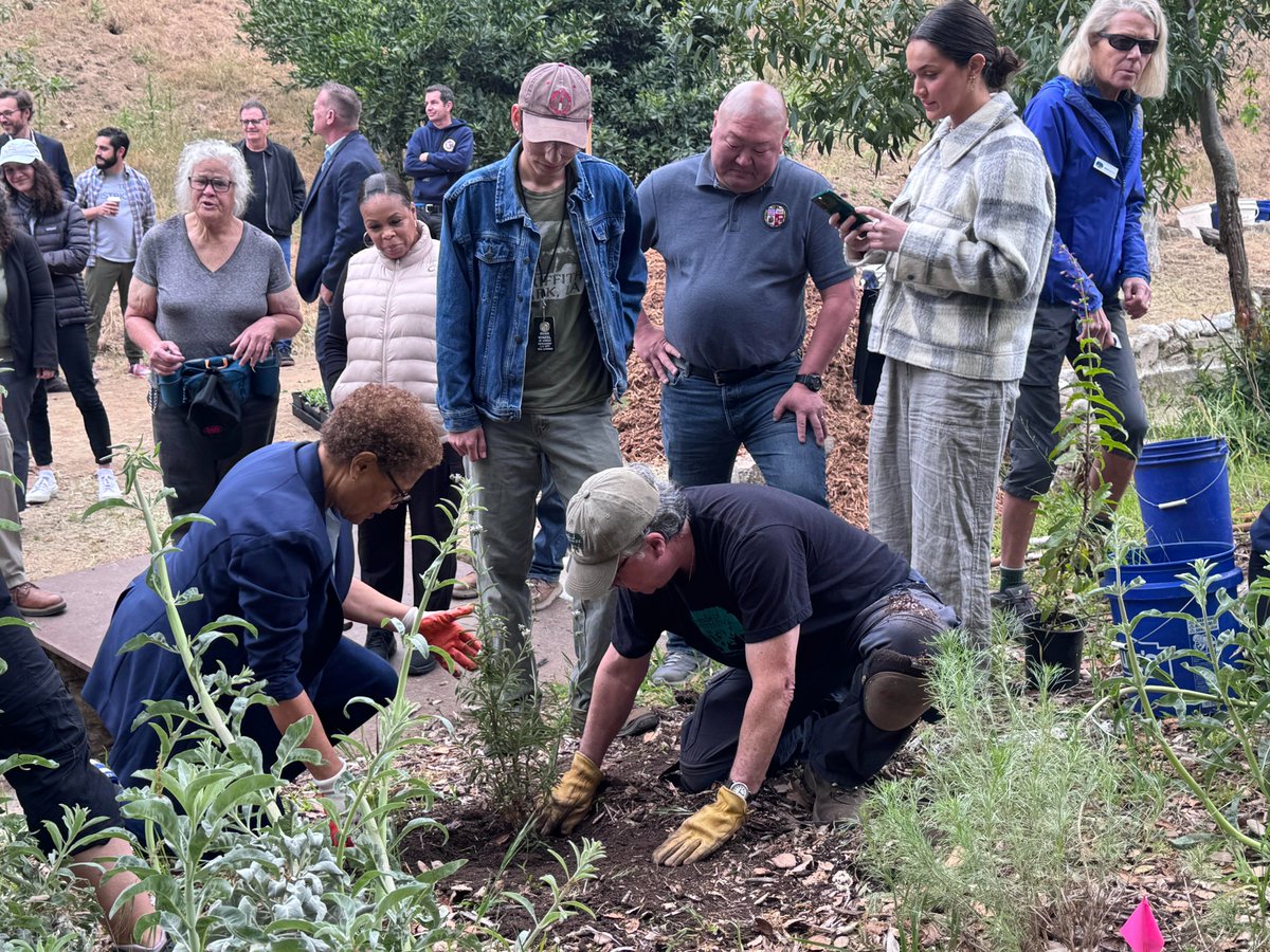 Ahead of Earth Day, we're removing harmful invasive species that increase the chances of fire at Griffith Park and planting new native plants that are more adaptable and fire resilient to LA's evolving climate. Thanks to Councilwoman @CD4LosAngeles and @LACityParks for