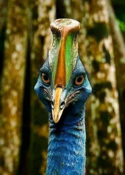 Cassowary, classified as the most dangerous bird species in the world. The only bird that can kill humans with one blow.
The female lays eggs next to any male she meets and then leaves !! The male incubates the eggs for 9 months and raises the chicks. It is the second heaviest