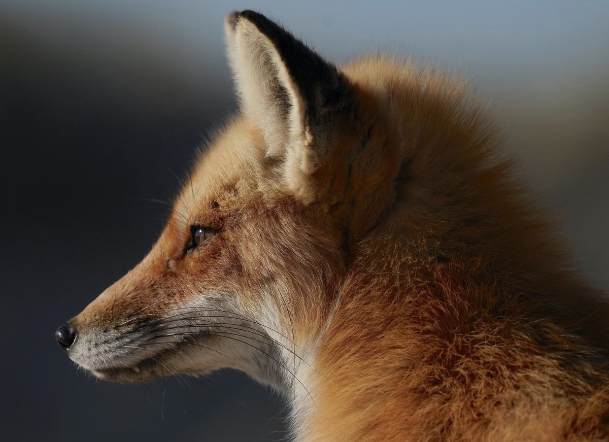 Papa Fox  #NewEngland
By ~ Scott Manne