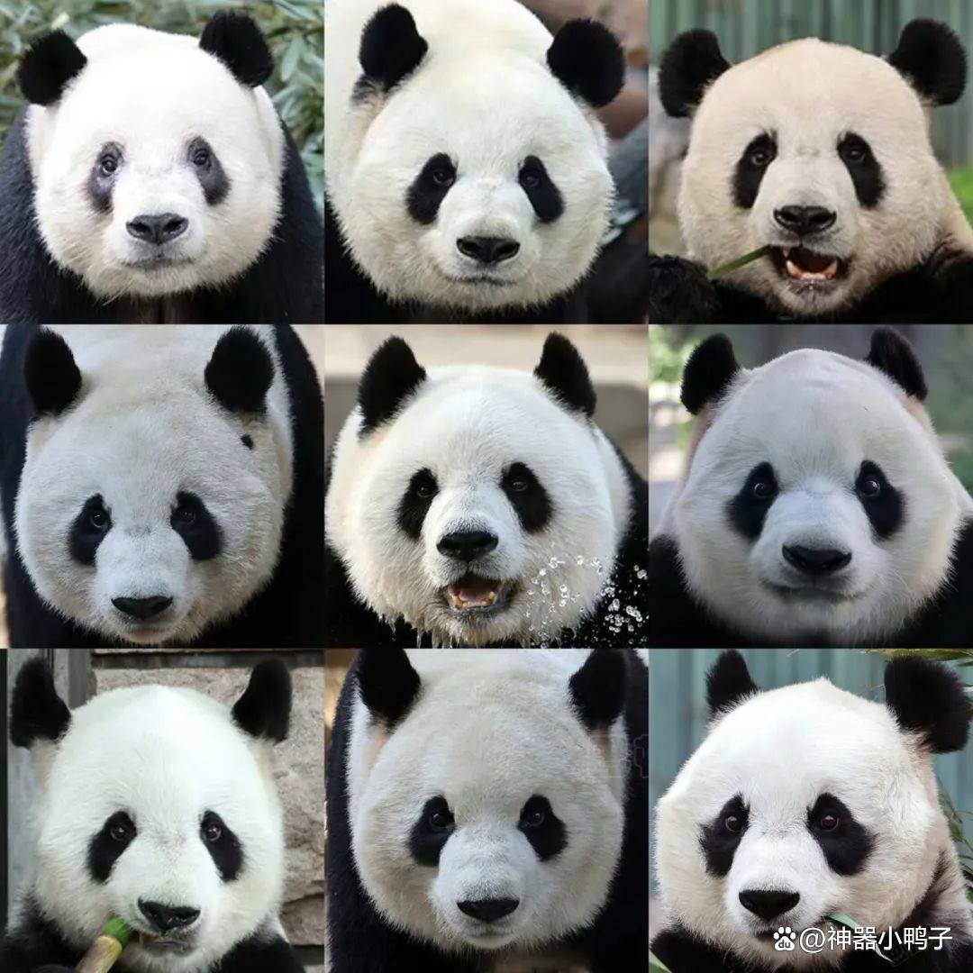 Do you know the names of these pandas in the Beijing Zoo? Can you recognize Menglan, the Third Prince of Beidong?