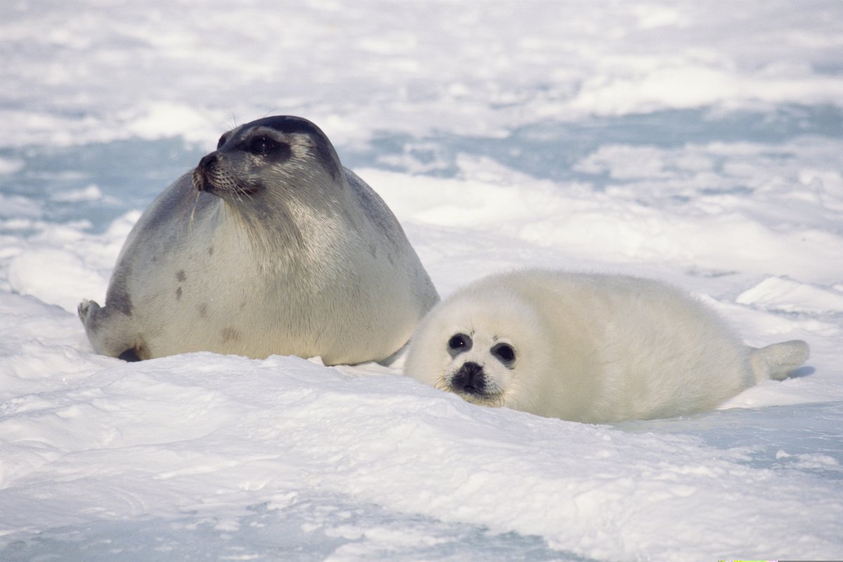 Action to oppose the killing of thousands of Seals each year in Canada. idausa.org/campaign/wild-… @IDAUSA