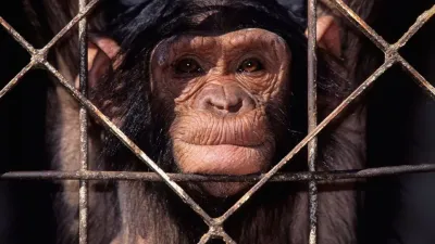 Action of the Day: END THE CAPTIVITY OF GREAT APES, ELEPHANTS AND BIG CATS IN CANADA
@HSIGlobal
compassionisanaction.com/actions/662444…

#CIAA #Compassionisanaction #Animalrights #Activism #Vegan #Crueltyfree #Animaladvocacy #Veganactivism #Veganism