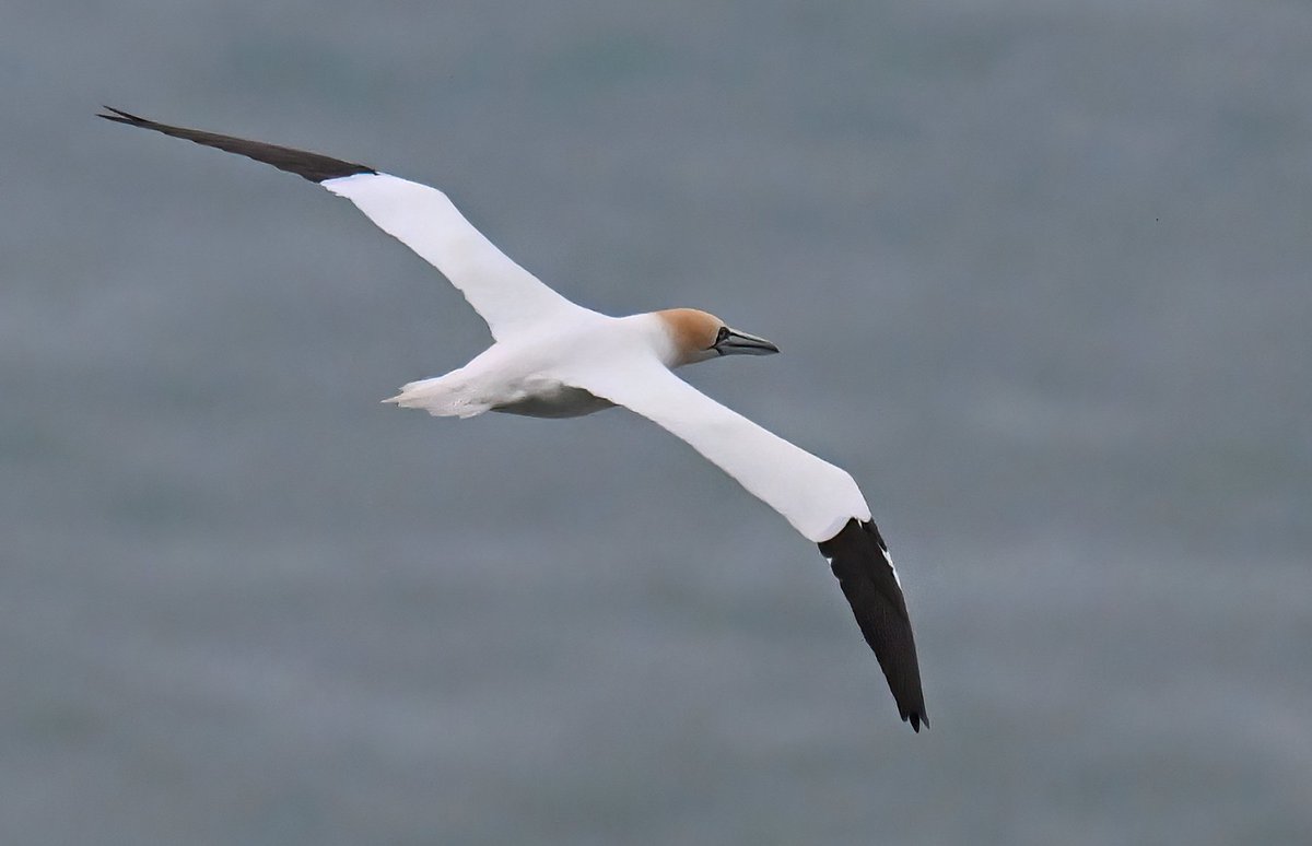 Lovely to see this Gannet glide past as I sat on the cliffs at Praa Sands in Cornwall 10 days ago. 😍🐦