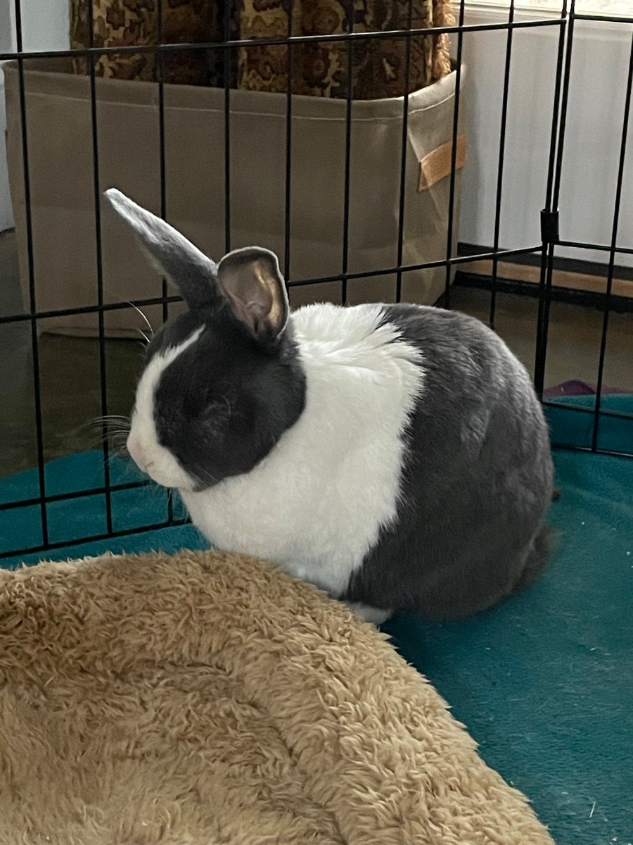 bunbuncasper's tweet photo. Correction: Casper died of cancer. The cyst was actually a tumor, and vets recommended giving him a peaceful goodbye as it was widespread. https://t.co/kAzSG6yOPo