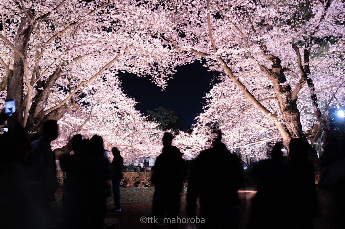 水面リフレクションが美しい夜桜🌸
#東京カメラ部 
#tokyocameraclub 
#私とニコンで見た世界