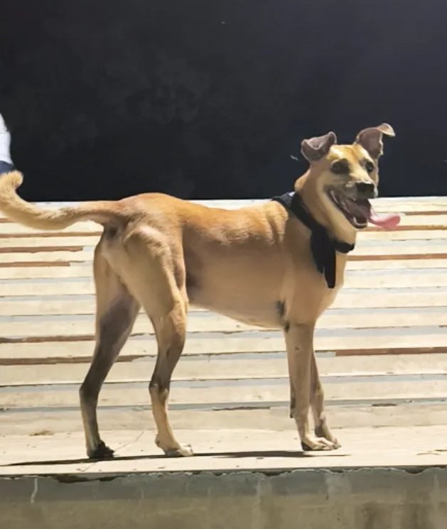 La felicidad de mi perro al salir a pasear 🫶🏼