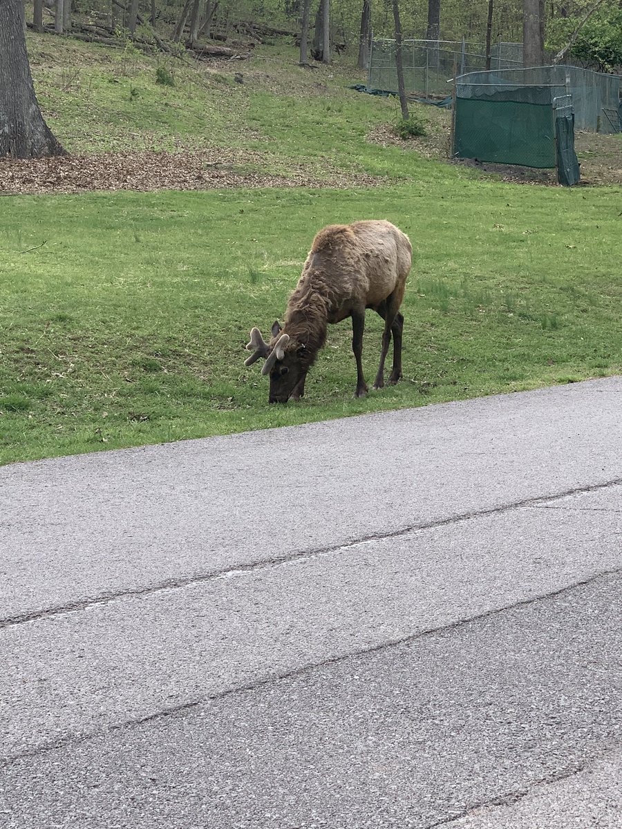 he still has his fuzz on his antlers 🥹🥹