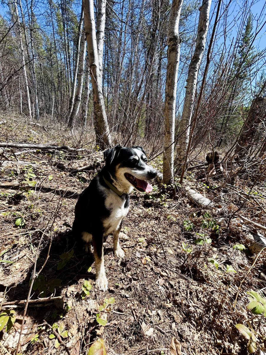 Happy doggo in the woods #getoutside