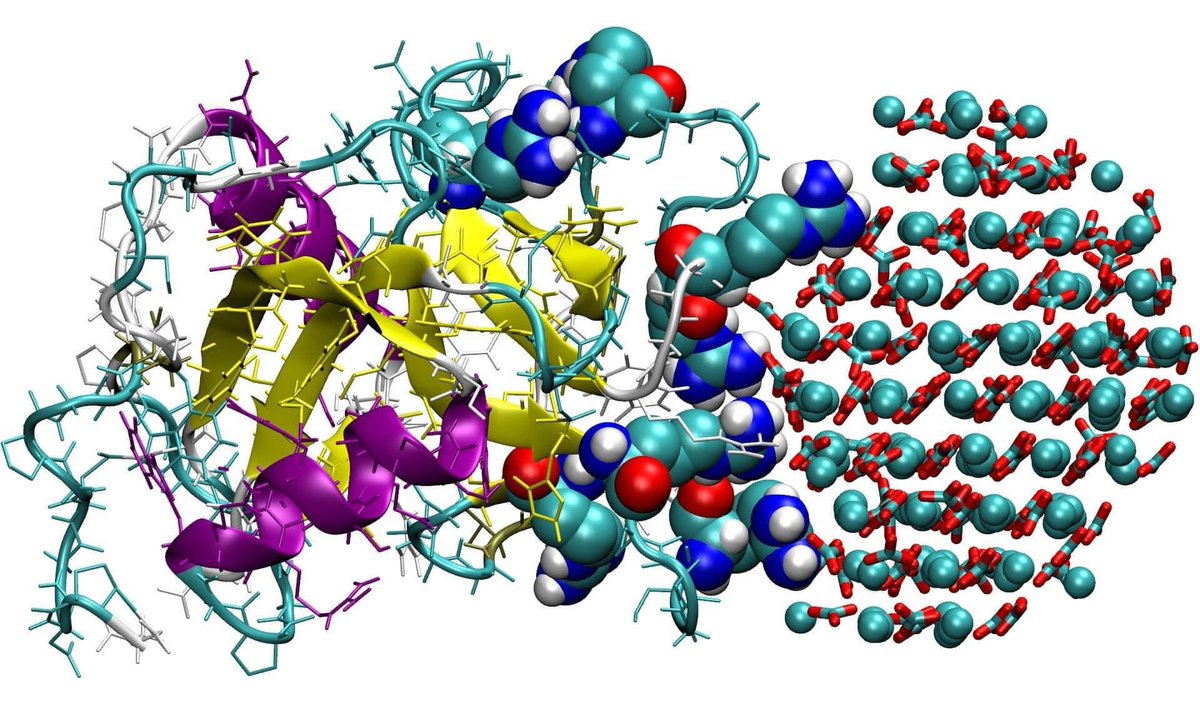 What came first, the chicken or the eggshell? Did you know that there are specialized protein-based enzymes (nano-machines) that create the microstructure of an egg shell? Shown below on the left of the image is the atomic structure of a protein called ovocleidin-17. The