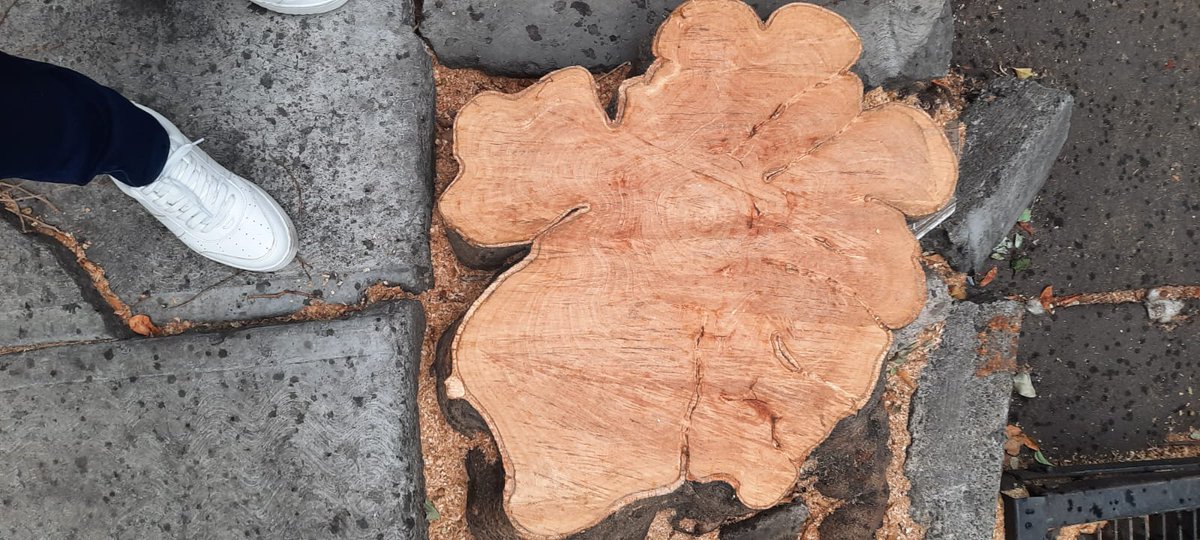 Como ya es costumbre, en <a href="/BJAlcaldia/">Alcaldía de Benito Juárez</a> aprovechan que la atención está puesta en las elecciones para talar dos árboles perfectamente sanos. Haremos las denuncias en <a href="/PAOTmx/">PAOT</a>