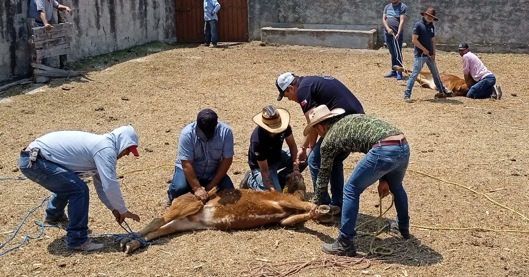 GanaderoLaGasca's tweet photo. Último herradero 2024, trabajo en equipo comandado por los Martinez,gracias a todos por ayudar en esta intensa labor del campo !! 
@JAGNecoechea @lulapg1 @UnionTlx @AficcionTaurina @CulturaYToro @ftorodelidia @AficcionTaurina @TorosdeLidia https://t.co/H7ihtzRslG