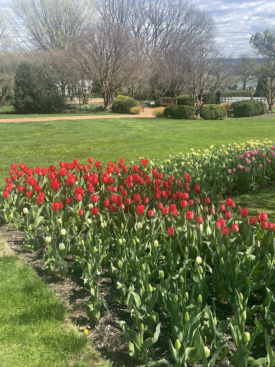 Tulips Blooming at the Hershey Gardens 
#nature #Flowers #Garden #Tulips #NatureBeauty #hersheypa