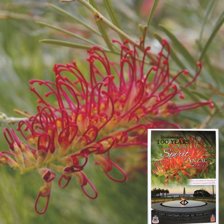 Hello Hello Plants will be open this Anzac Day from 11am to pay homage to the Anzacs. Come and commemorate with us by selecting our Grevillea 'RSL Spirit of Anzac' 👮‍♂️🌺
Get Grevillea 'Spirit of Anzac' here👇
hubs.li/Q02tqT6w0

#hellohelloplants #anzacday #grevillea #plants