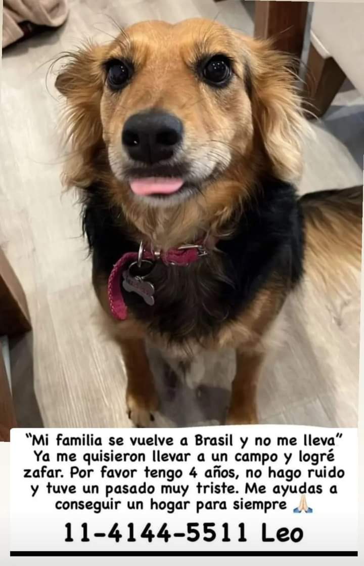 Tabyta201's tweet image. 🚨😪👇La "familia " se vuelve a Brasil pero ella no. Se necesita Adopción con personas NORMALES y RESPONSABLES