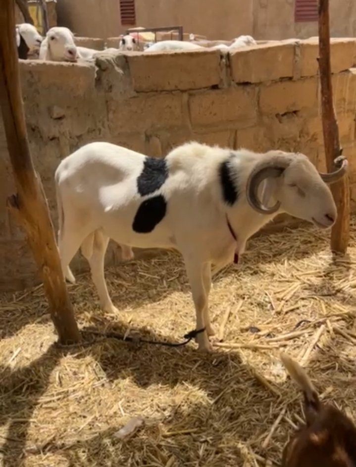 BiresSy's tweet photo. La Tabaski se prépare dès maintenant. Des moutons disponibles à Matam à des prix abordables, livraison incluse partout au Sénégal.
Veuillez me contacter au cas où vous seriez intéressés 🙏🏾
@Nabyleu
@ElhadjiKandji1 
@LamineNdiay11 
@Real_fakoly https://t.co/pcz9Rbsh6G