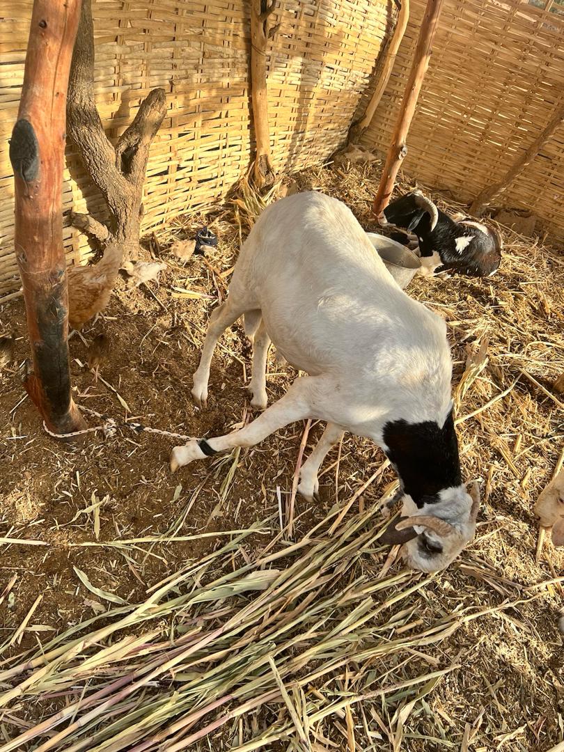 BiresSy's tweet photo. La Tabaski se prépare dès maintenant. Des moutons disponibles à Matam à des prix abordables, livraison incluse partout au Sénégal.
Veuillez me contacter au cas où vous seriez intéressés 🙏🏾
@Nabyleu
@ElhadjiKandji1 
@LamineNdiay11 
@Real_fakoly https://t.co/pcz9Rbsh6G