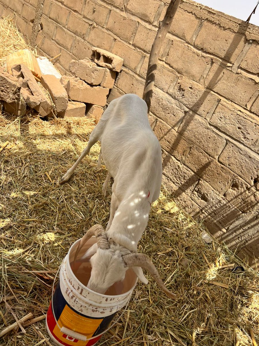 BiresSy's tweet photo. La Tabaski se prépare dès maintenant. Des moutons disponibles à Matam à des prix abordables, livraison incluse partout au Sénégal.
Veuillez me contacter au cas où vous seriez intéressés 🙏🏾
@Nabyleu
@ElhadjiKandji1 
@LamineNdiay11 
@Real_fakoly https://t.co/pcz9Rbsh6G