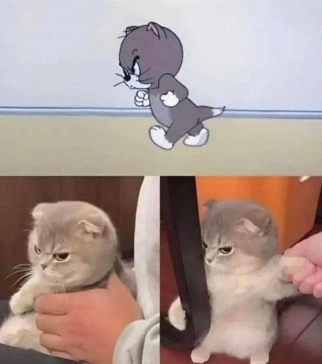 smol silly cat tweet media