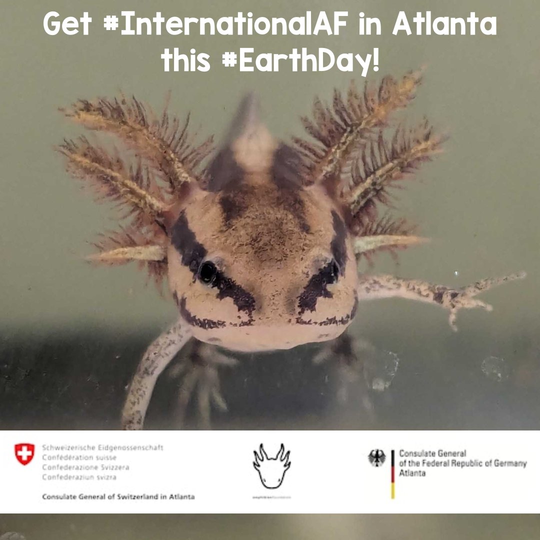 In partnership with @SwissCGAtlanta and @germanyinusa, the Amphibian Foundation is hosting a free live discussion this #EarthDay on April 25 from 12:00-3:00 PM, which will include a trek though Metamorphosis Meadow! Follow the link below now to register! eventbrite.com/e/earth-day-at…