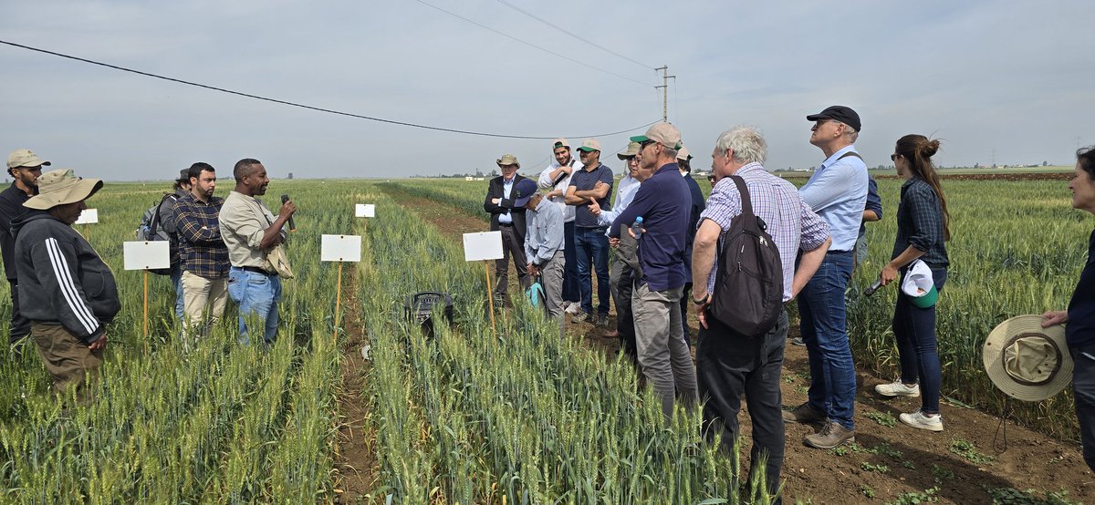 Field day organised for the Crop Diversity Meeting and the Crop Trust Board Meeting: despite only 171 mm rainfall in Merchouch the Crop is still looking good and will help farmers in Morocco in adaptation to climate change @ICARDA @CrawfordFund @C_A_Bertini @CropTrust