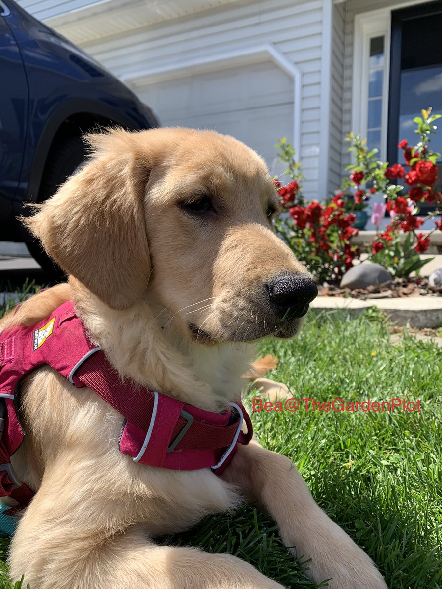 Friends, we have a new face in the garden. Emmy’s (real life) little sister, Beatrix. She’s almost five months old. ❤️