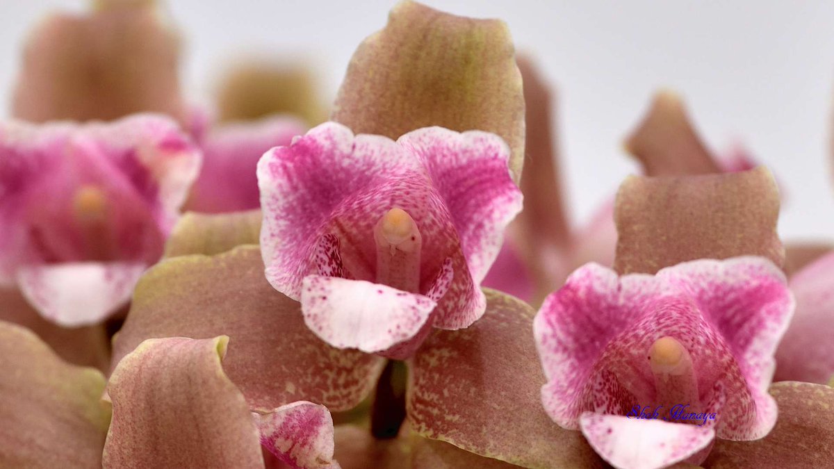 Shoh_Hanaya's tweet photo. Lyc.
 Cosmo-Brevileo
  'Surprise'

2/2
Lycaste(Lyc.)
#世界らん展2024 #世界らん展 
#Orchids #flowers #orchidshare https://t.co/zEA4NLNhe0