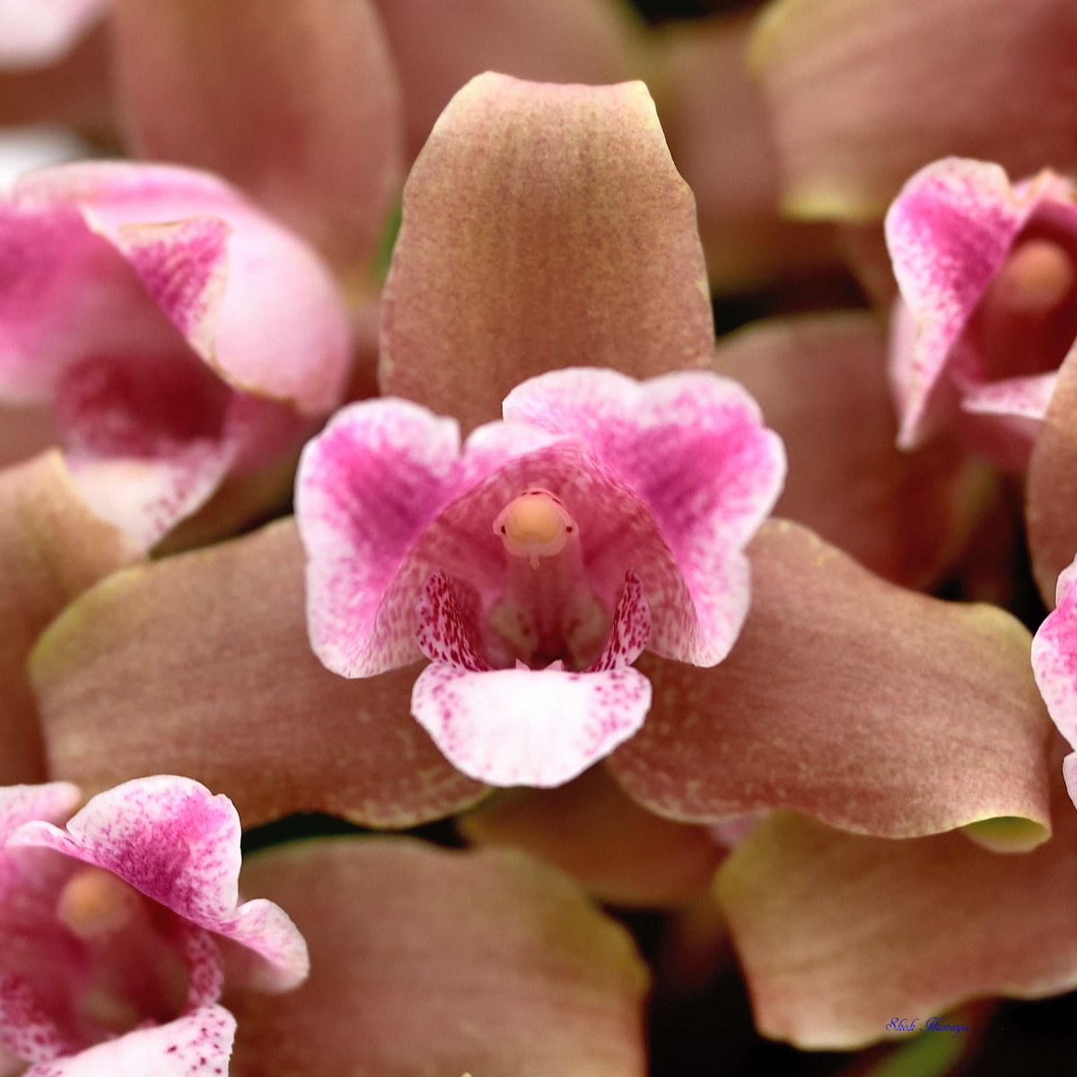 Shoh_Hanaya's tweet photo. Lyc.
 Cosmo-Brevileo
  'Surprise'

2/2
Lycaste(Lyc.)
#世界らん展2024 #世界らん展 
#Orchids #flowers #orchidshare https://t.co/zEA4NLNhe0