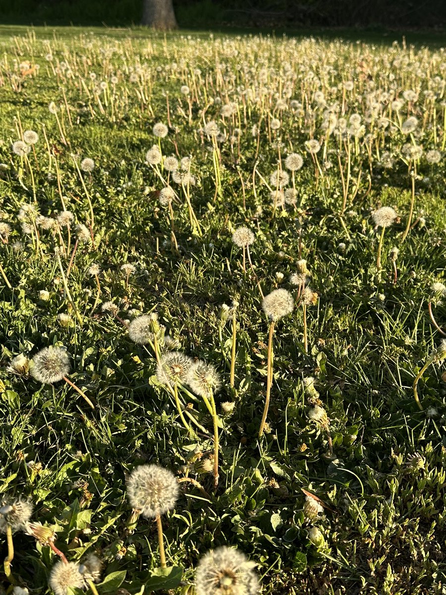 Largest field of dandelions I’ve seen in a bit on morning jog today. 😀