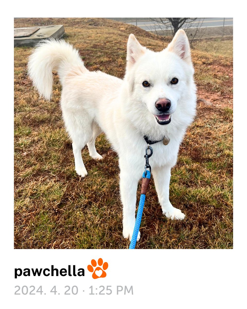 #Pawchella 2024 🎡🌴✨ Meet Oso, the star of weekend 2! This one-year-old pup has already mastered the art of living his best life and striking a pose. If you're ready to adopt Oso from Columbus, Ohio, visit bit.ly/4bZJYPI 😊