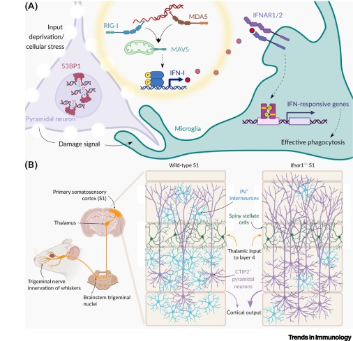 Beyond antiviral: role of IFN-I in brain development dlvr.it/T5nPNW #immunology