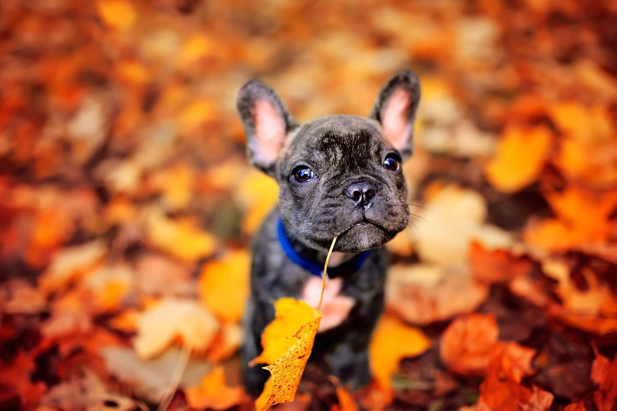 #NationalBulldogsAreBeautifulDay is celebrated on 𝗔𝗽𝗿𝗶𝗹 𝟮𝟭 each year!🥳
🐶🌟📸 A firm favourite with pet brands worldwide, the bat-eared but oddly beautiful #FrenchBulldog (or #Frenchie) has a unique appeal!
💡 Learn more about this #dogbreed here: australiandoglover.com/2015/10/french…