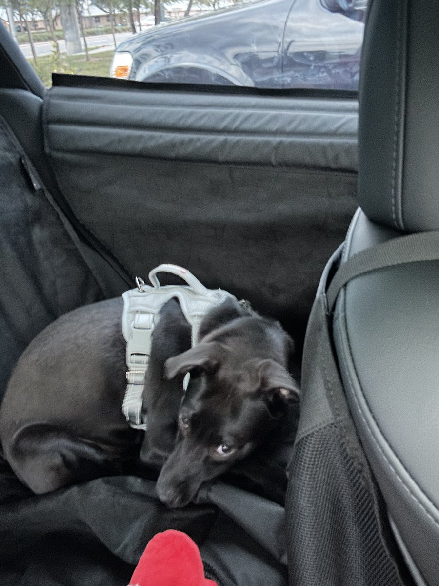 SpaceX_Nerd's tweet photo. @elonmusk, is it possible to get a white Pet Liner option? Our black dog Apollo kinda gets lost back there in the sea of black. The white would help tremendously. Could even call it Apollo White π
@Tesla @woodhaus2 #TeslaPets #TeslaAccessories #GoodBoy https://t.co/ZBMqdAZVOk