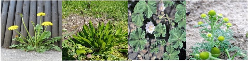 Faithful Fools tweet media