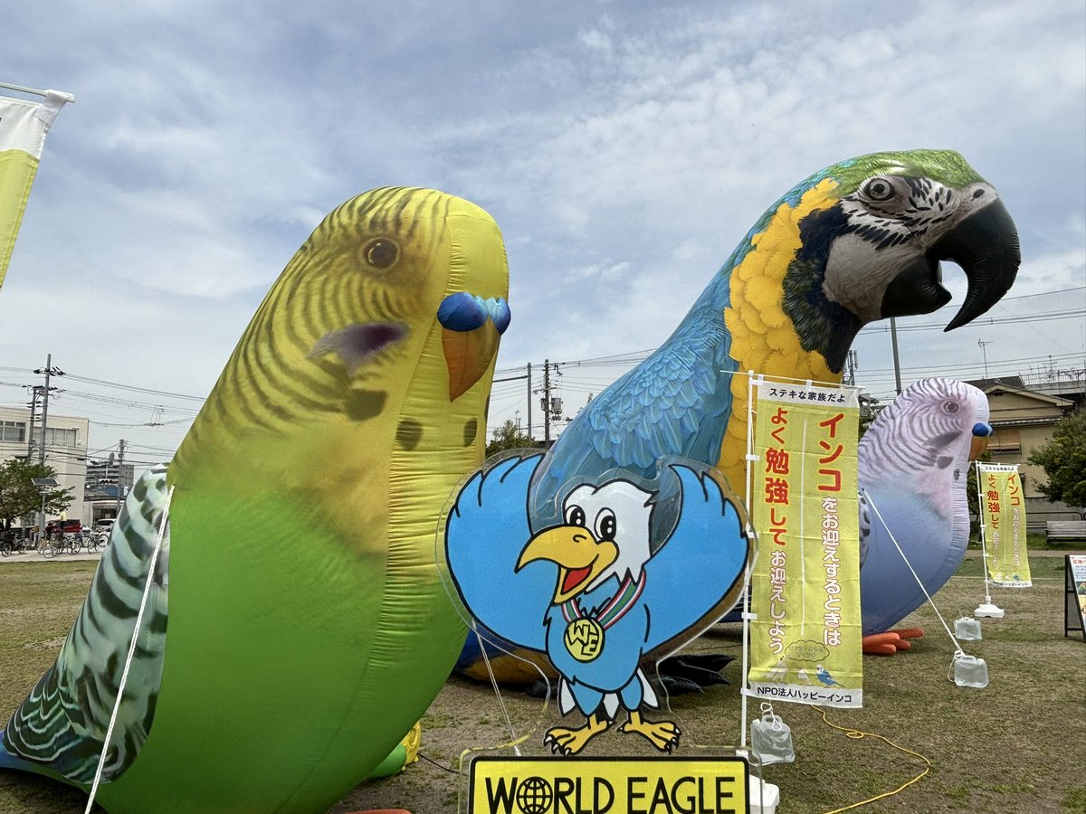 おはようございます 4.21(日) 今朝の天気は曇り 少し小雨が降ってます 風車の丘での🌷 今期最後の🌷 元気をありがとう 4枚目の写真は 昨日近くの公園でのイベント 大きい🦜にちゃんぴー大喜び 明日も頑張っていきましょう 【Ike】 #企業公式が毎朝地元の天気を言い合う #チューリップ #鶴見緑地公園