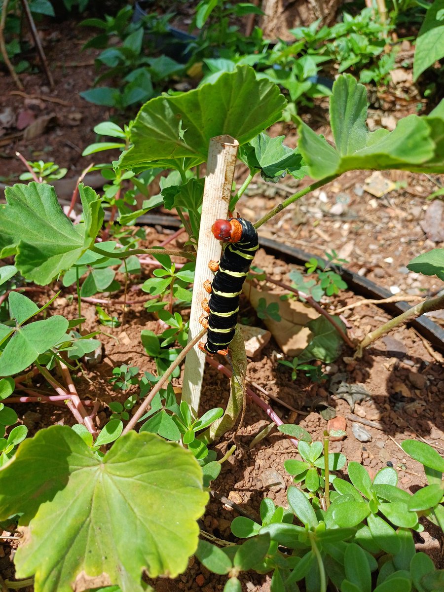 Algum especialista em lagarta por aí?