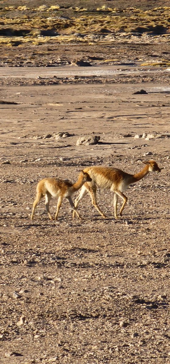 Nevita77's tweet photo. Vicuñas #AltoLoa https://t.co/IwuVHI0Vsu