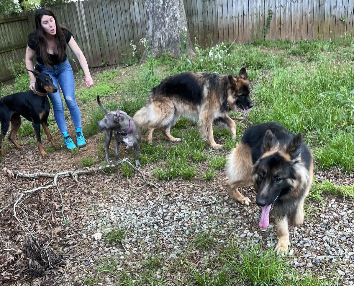 Getting a Doberman, Pitbull and two German Shepherds to pose for a photo ain’t easy 😅 #Happy420