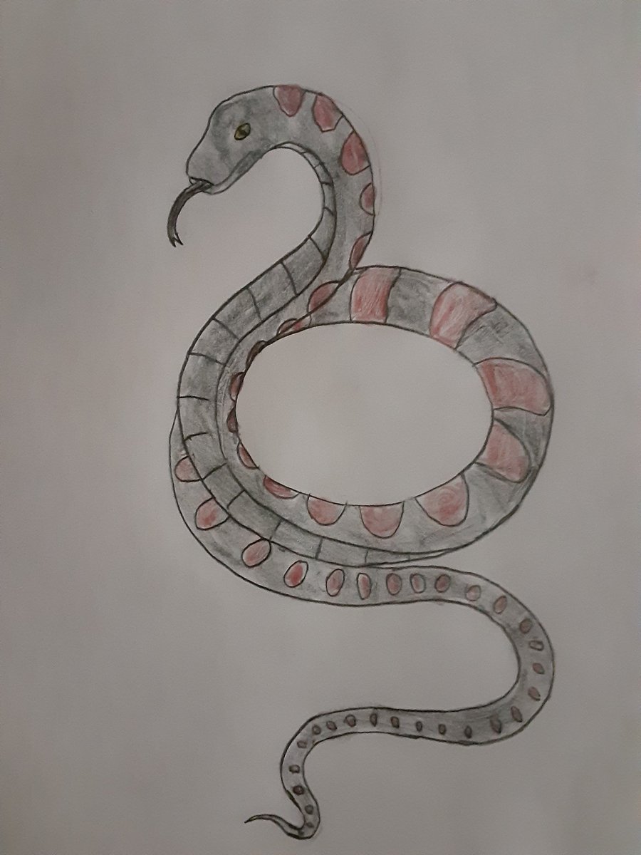 Here is a drawing of Vasuki Indicus, a newly discovered Madtsoiid Snake that lived during the Middle Eocene, it lived in what is now India