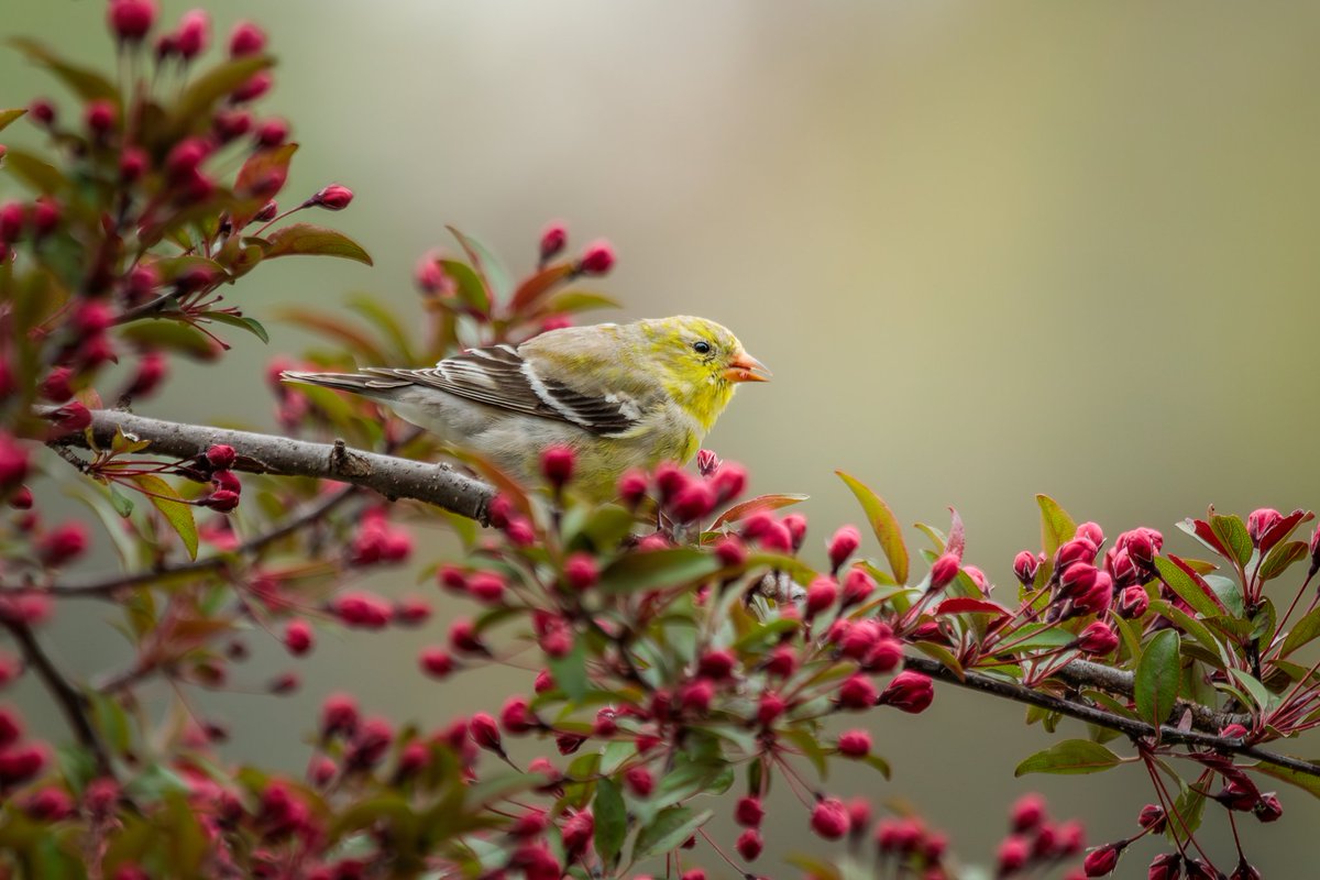 MelodyAnneM's tweet photo. Fat pink buds on the Crabapple Tree hold the promise of spring and offer a snack to a hungry Goldfinch.
Photographed with a Canon 5D Mark IV & 100-400mm f/4.5-5.6L lens +1.4x III.
#birdwatching #birdphotography #wildlife #nature #mympb #mpbcom #teamcanon #canonusa https://t.co/PyrAUgk6z3