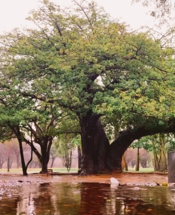 #PaisajesdeVenezuela 🇻🇪 Jardín Botánico de Maracaibo. Vigorosa lluvia, paisaje sin igual que anuncia el maravilloso y esperado florecer de los curarires. 📷 diariopanorama