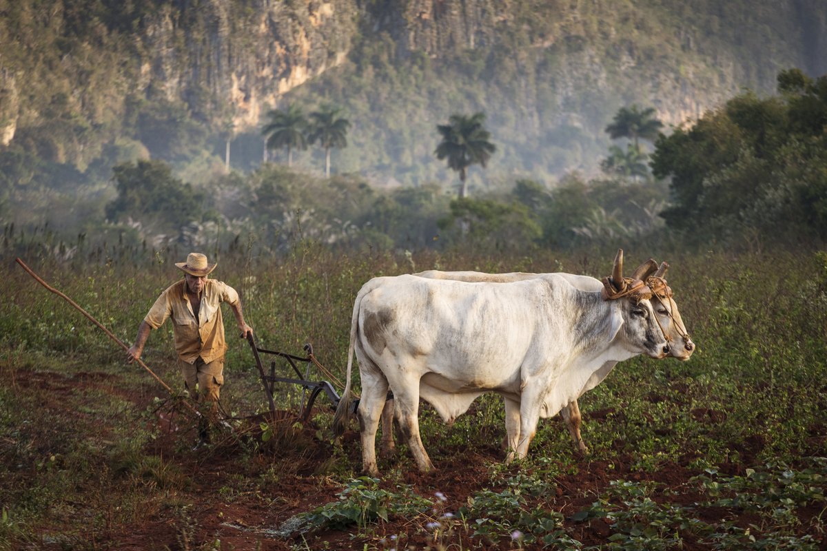 Viñales, Cuba. Dan Mirica.