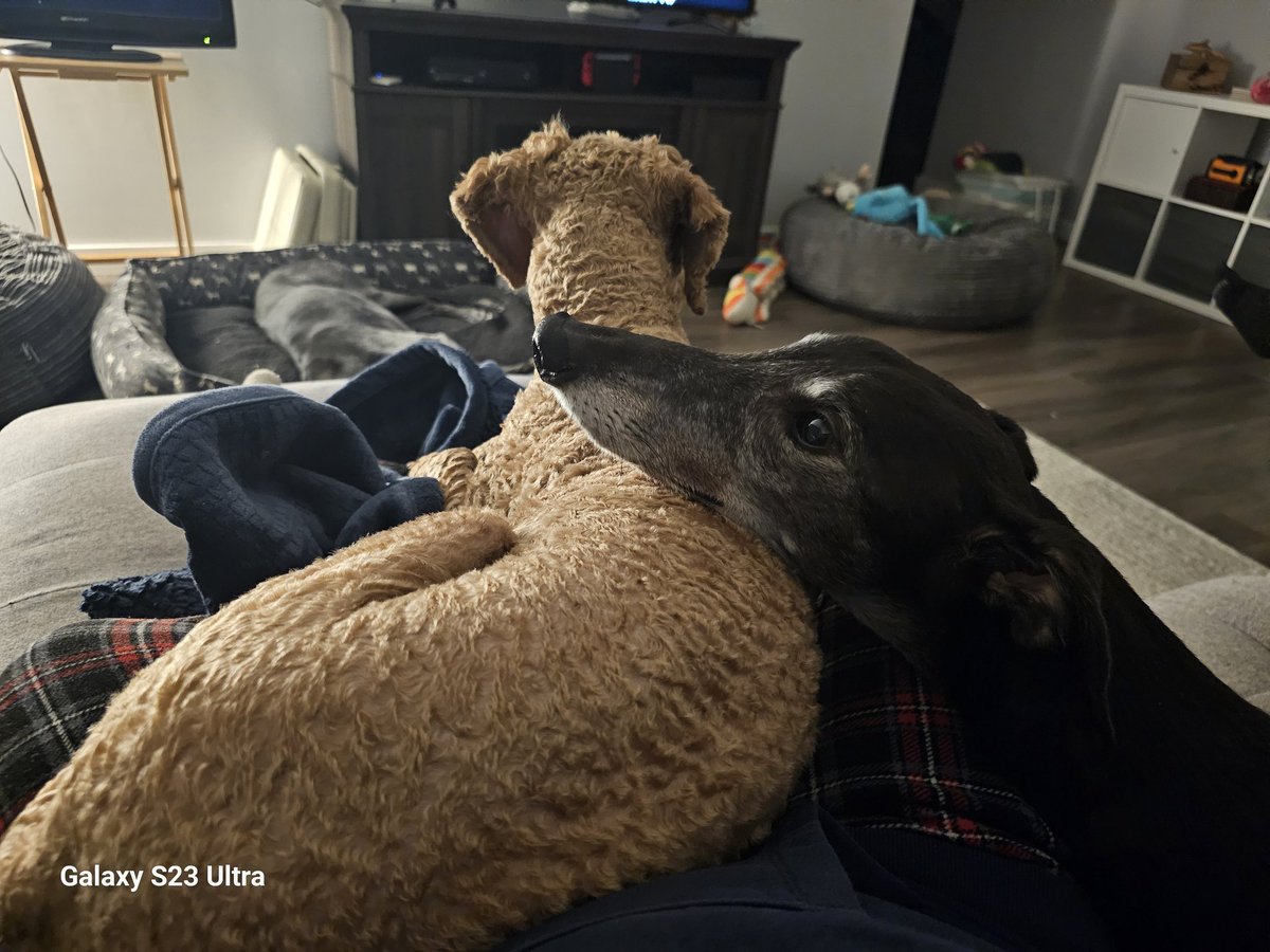 Dezi on my lap. Prima cuddled into me with her head on Dezi. 

#CuddlePuddle #GreyhoundsOfX
