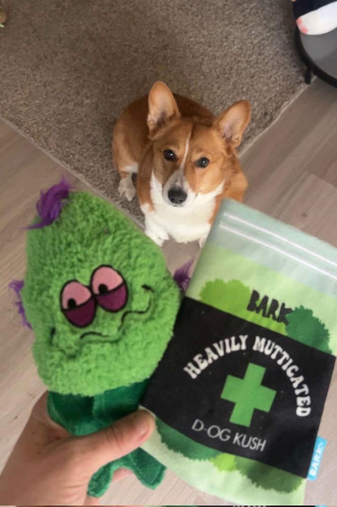 #MangoTheCorgi says #Happy420