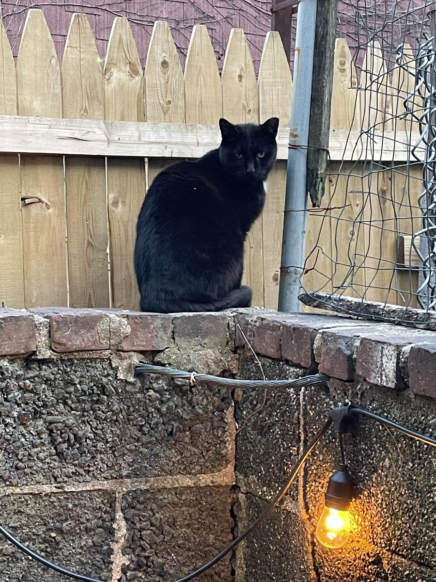 jason_kincade's tweet photo. Interloper… #backyardcat https://t.co/eQkDMR09GX