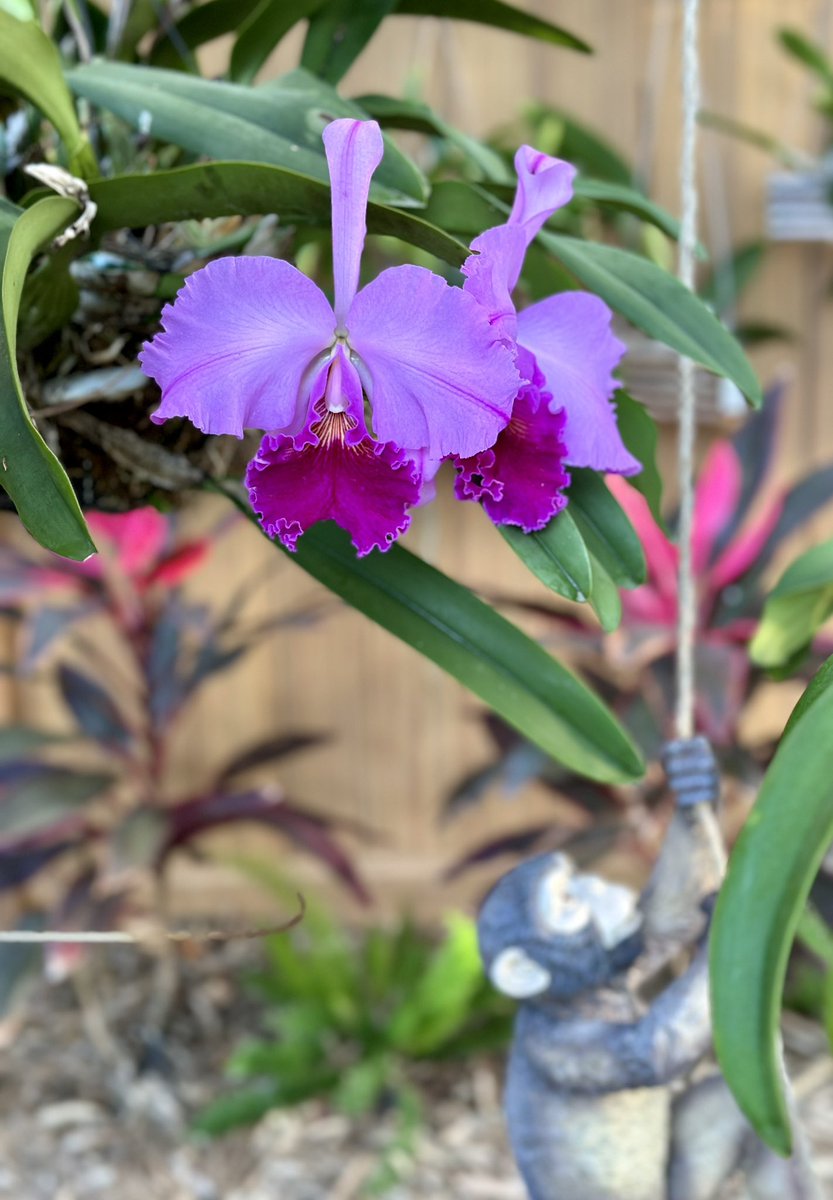 #orchids hanging out in my secret garden today.