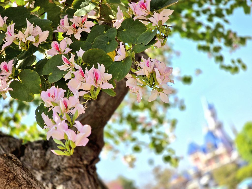 I love springtime at Disneyland